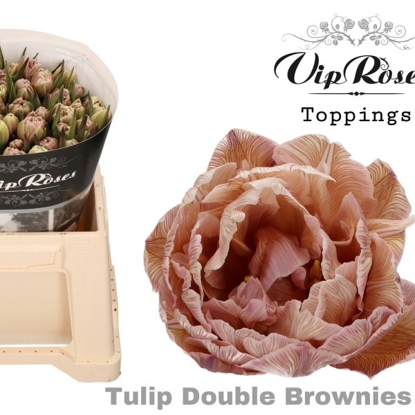 VIP Tulpen Double Brownies Bild 1