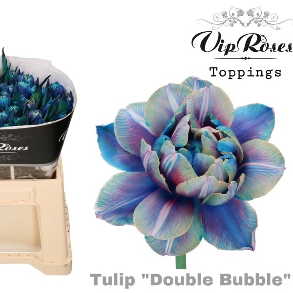 VIP Tulpen Double Bubble Bild 1