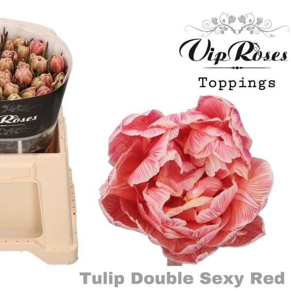 VIP Tulpen Double Sexy Red Bild 1