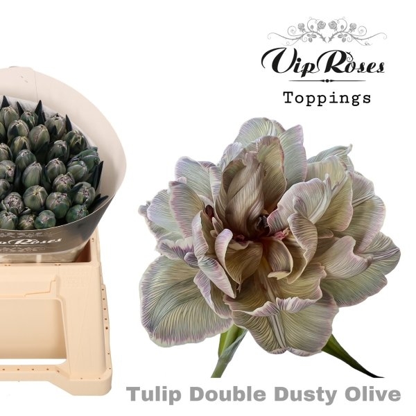 VIP Tulpen Double Dusty Olive Bild 1