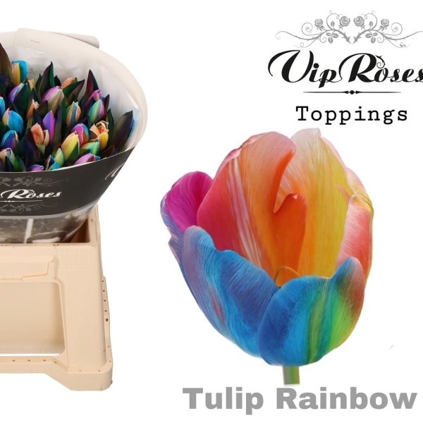 VIP Tulpen Rainbow Bild 1