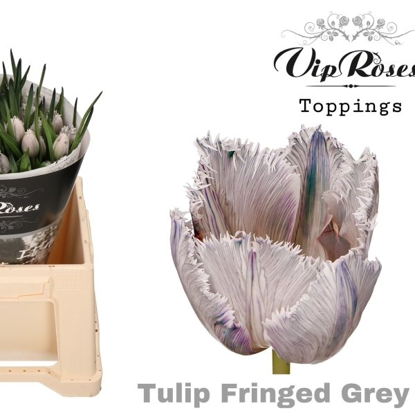VIP Tulpen Fringed Grey Bild 1