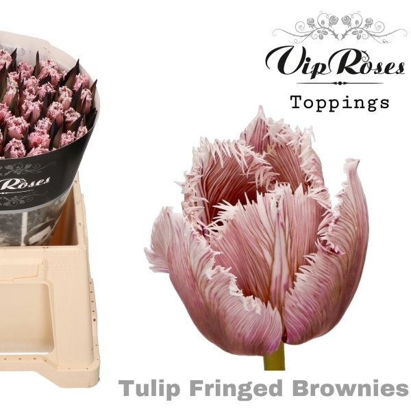 VIP Tulpen Fringed Brownie Bild 1